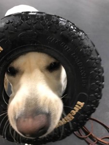 dog tire